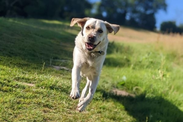 Rocky, the Labrador