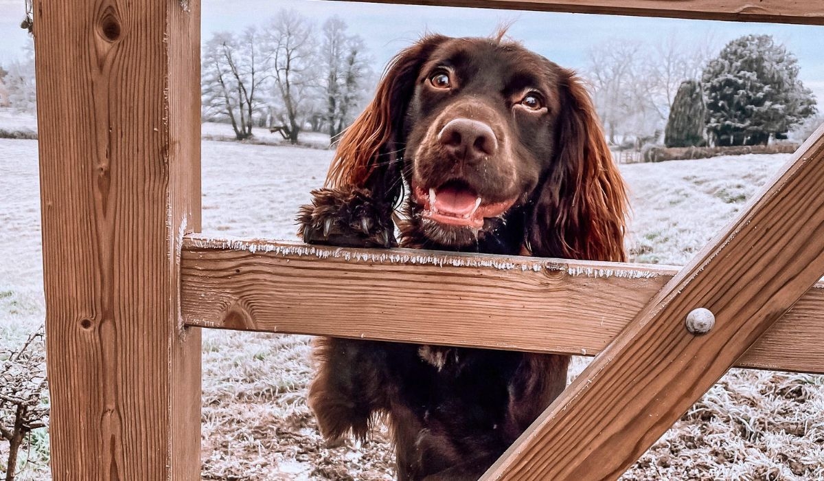 Doggy member Monty, the Cocker Spaniel, standing at a wooden gate on a snowy walk in Bath