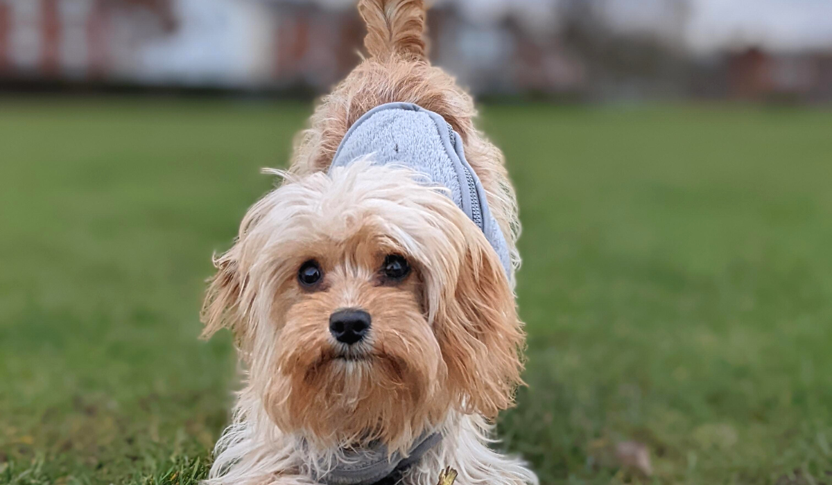 An alert, fluffy pooch wearing a grey dog jacket is bowing their chest to the floor during a training session outside. 