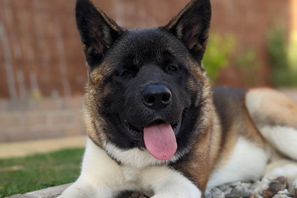 Ursu, the Akita