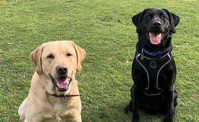 Two cute Labradors looking happy at camera