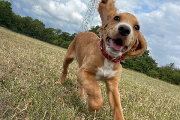 Buddy, the Cocker Spaniel puppy who loves to run