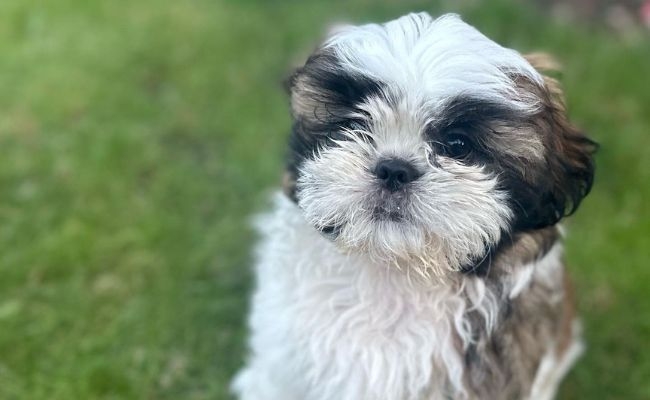 Coco, the Shih Tzu