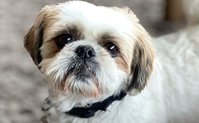 Phoebe, the Shih Tzu