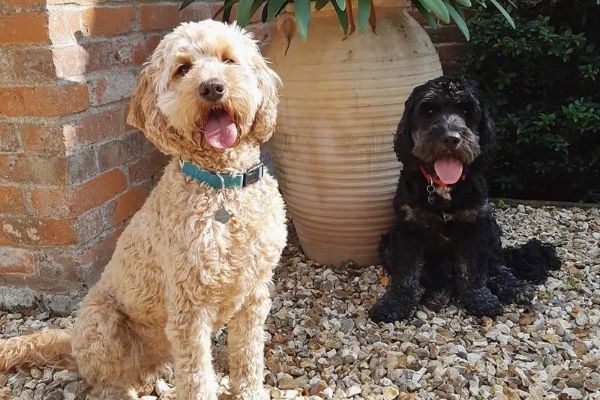 Daisy and Milo, the Cockapoos