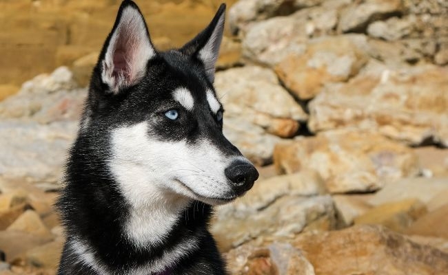 Skye, the Siberian Husky