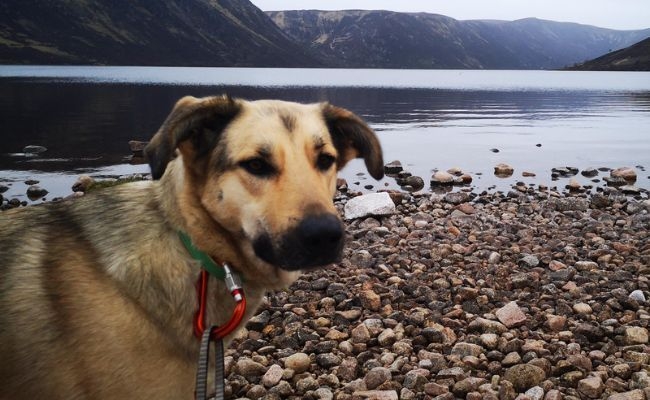 Rakia, the Anatolian Shepherd Dog