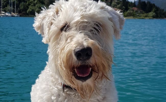 Lola, the Wheaten Terrier