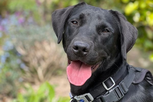 Luna, the Labrador retriever