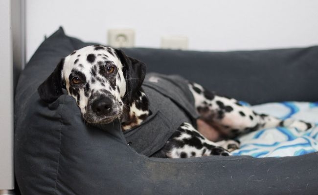 thunder shirt photograph by Maja Dumat©