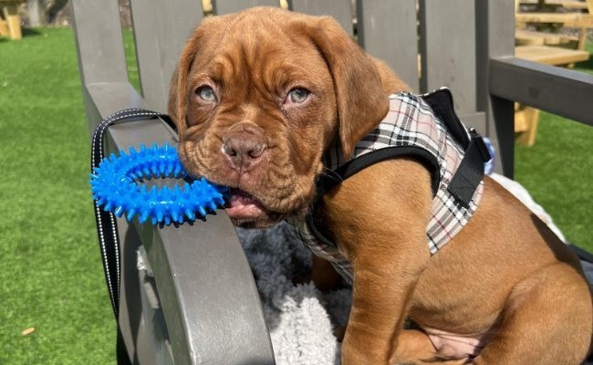 Rolo, the Dogue de Bordeaux