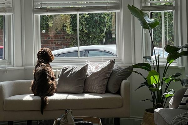 Daisy, the Cockapoo, looking through the window 