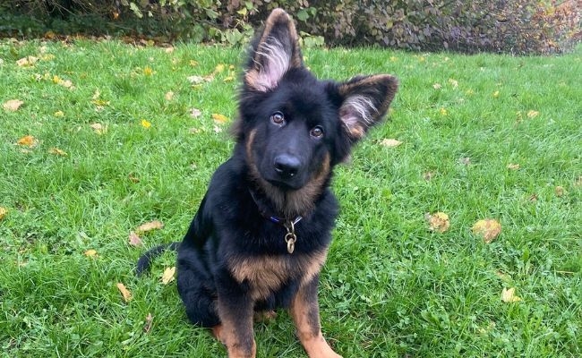 Shadow, the German Shepherd