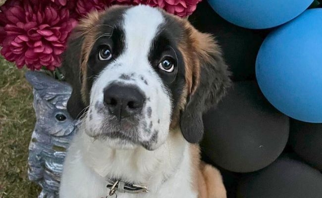 Zaphne, the St Bernard