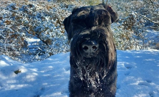 Reggie, the Giant Schnauzer