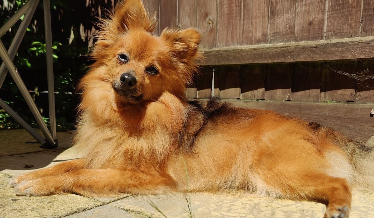 Mylo, the Klein German Spitz, lying in the garden