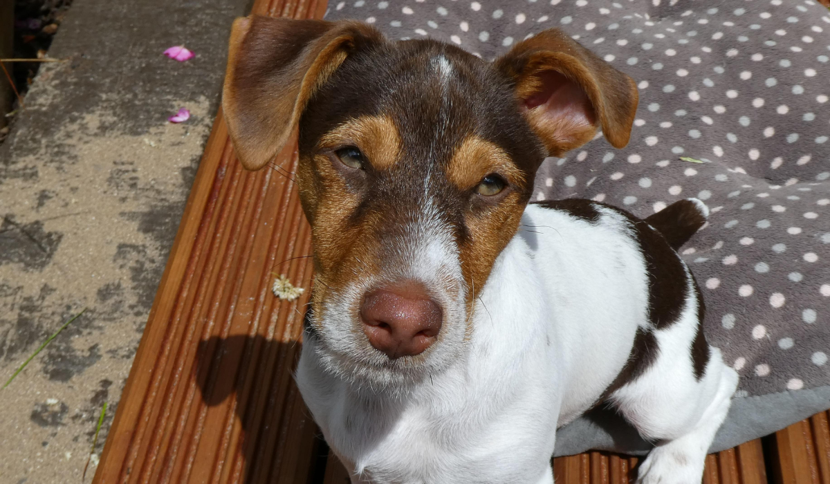 A sweet Jack Russell Terrier pup is outside on a bench with their bed enjoying the afternoon sun.