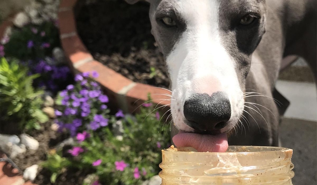 A whippet licks from a jar of peanut butter