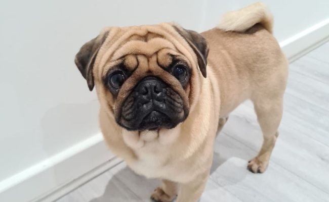 Leo, the Pug