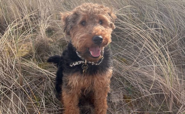 Rufus, the Welsh Terrier