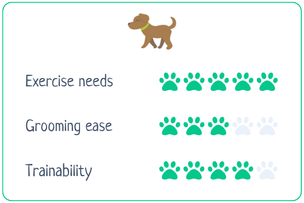 Australian Shepherd stats about exercise needs (5/5), grooming ease (3/5) and trainability (4/5)