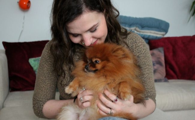 Doggy member McTavish, the Pomeranian enjoying a cuddle with his borrower