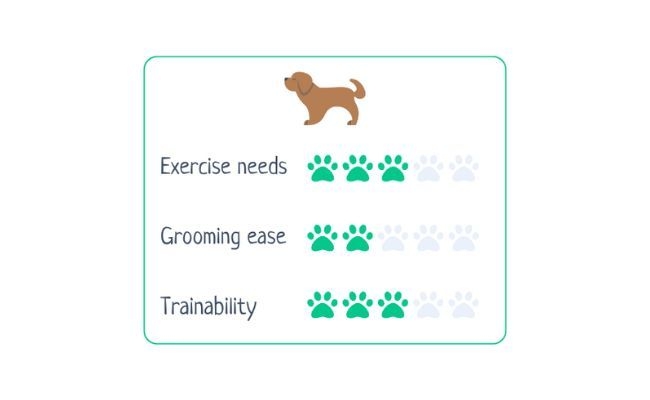 Newfoundland  Exercise Needs 3/5 Grooming Ease 2/5 Trainability 3/5