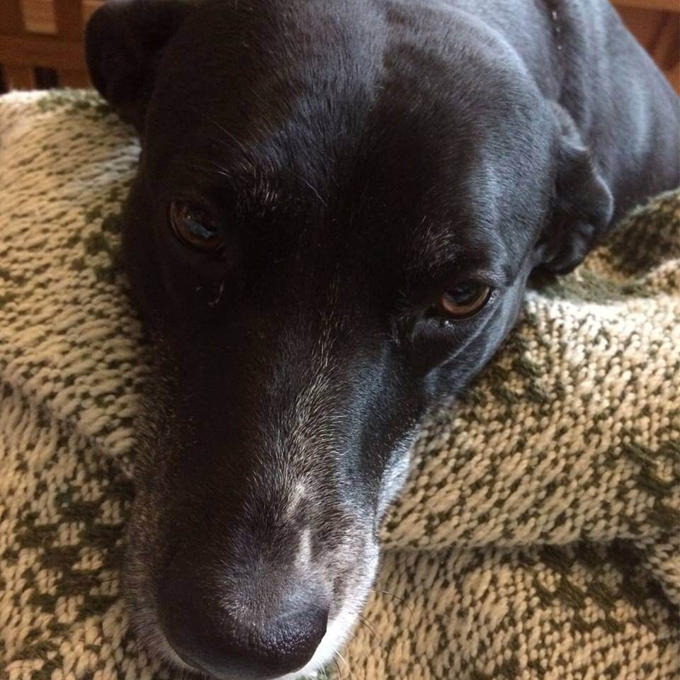 A close up of Tiggy's face, she's mostly black with some white under her nose