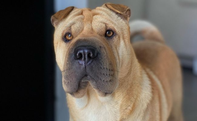 Zola, the Shar Pei