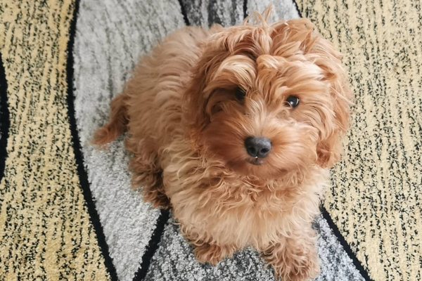 Willow the Cockapoo with her scruffy golden, red curls before a trip to the groomers