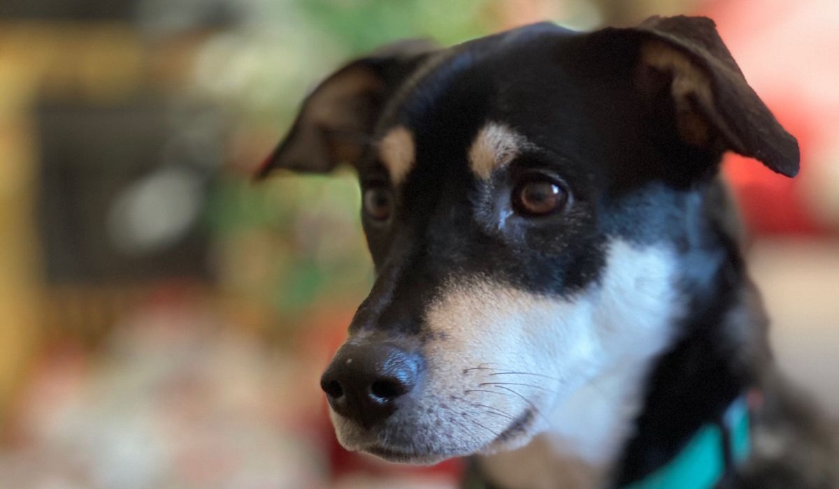 A beautiful short haired rescue dog looking off camera towards a treato