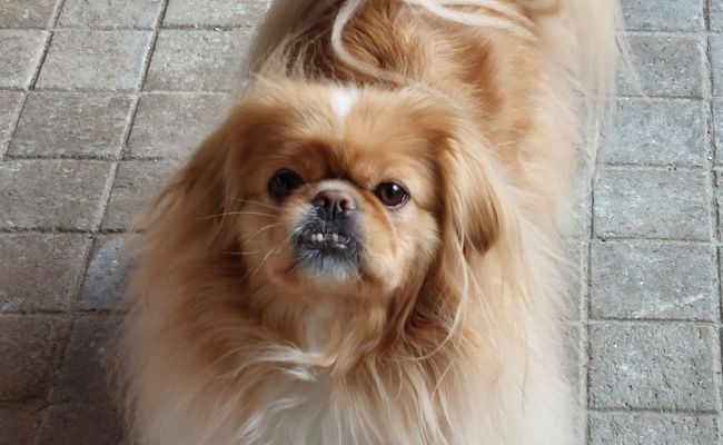 Tinker, the Pekingese