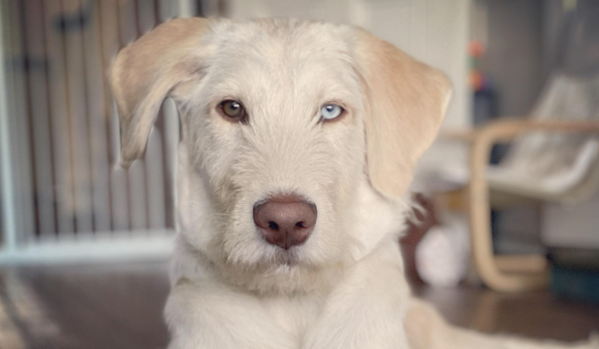 A white Cross Breed dog with well groomed fur, v-shaped ears, a brown nose and one blue and one brown eye sits peacefully in their dog friendly accommodation.