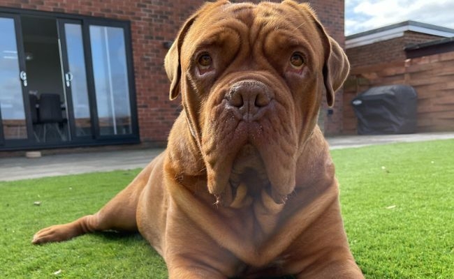 Bella, the Dogue de Bordeaux