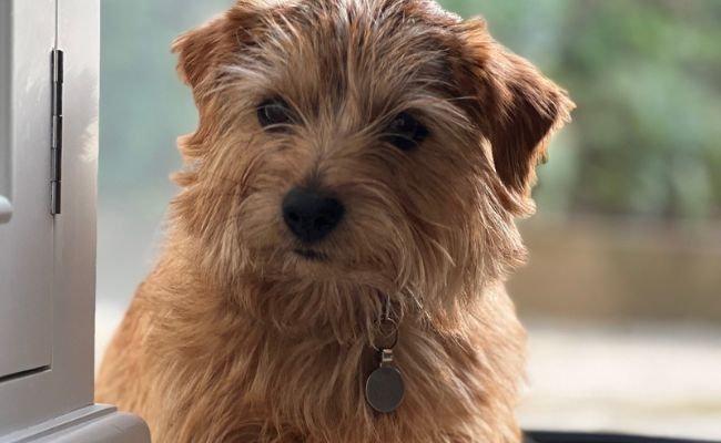 Mabel, the Norfolk Terrier