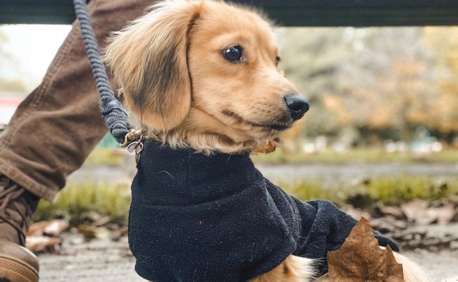 Fergus, the Miniature Long Haired Dachshund