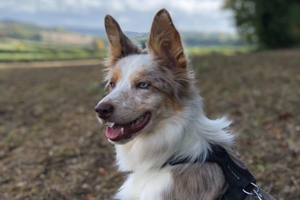 Poppy, the Border Collie