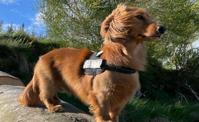 Norbert, the Miniature Long Haired Dachshund