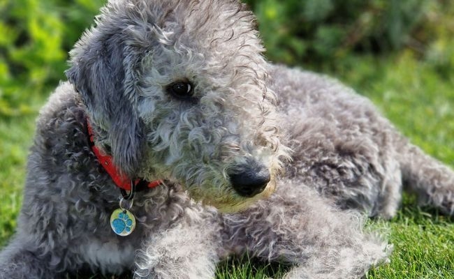 Ludo, the Bedlington Terrier