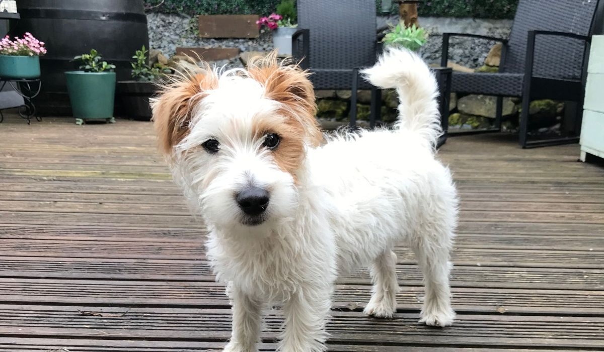 Stanley the Jack Russell Terrier poised and ready to begin his Easter egg hunt in the garden