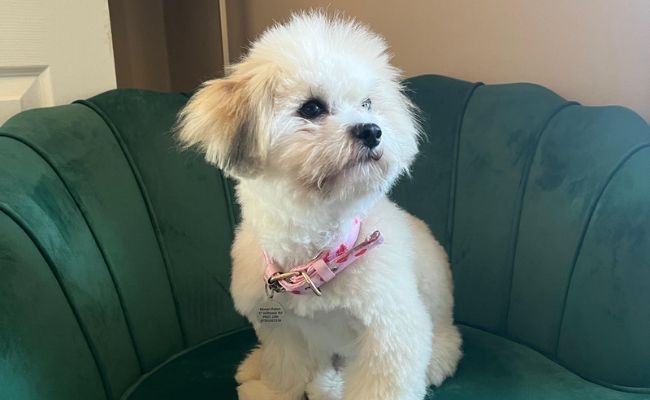 Poppy, the Coton de Tulear