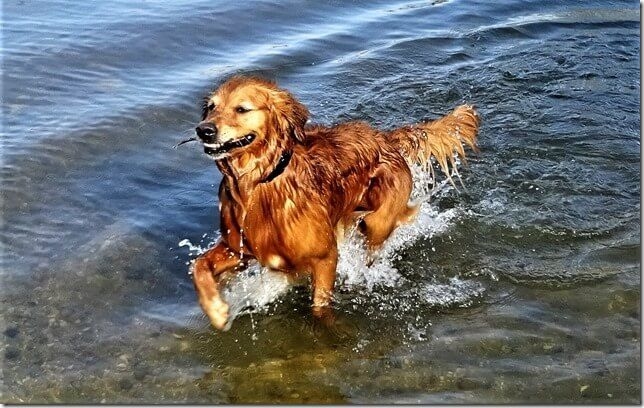 Dudley splashes in water, clearly enjoying himself