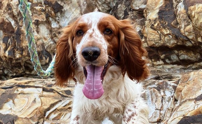 Vienna, the Welsh Springer Spaniel