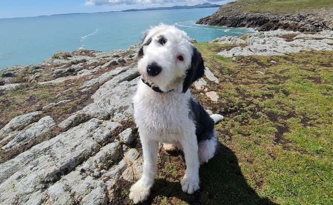 Ada, the Old English Sheepdog