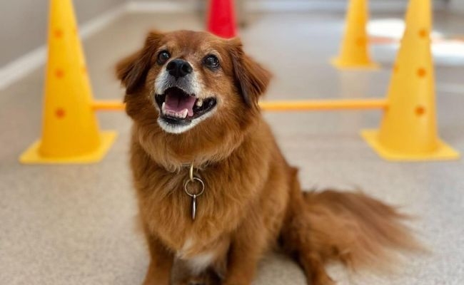 Chester, the Tibetan Spaniel