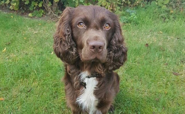 Fudge, the Field Spaniel