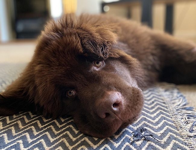 Momo is chocolate brown coloured and has thick fur. She's lying on a rug looking comfortable.