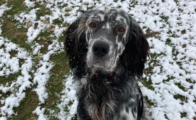 Freddie, the English Setter