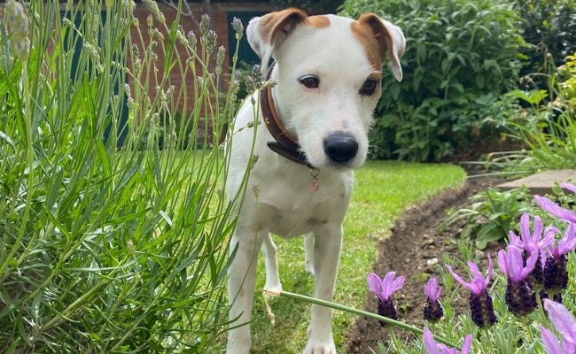 Evie, the Parson Russell Terrier