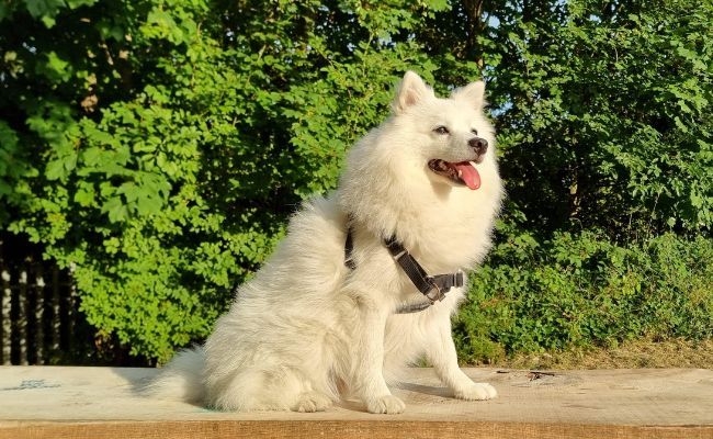 Ice, the Japanese Spitz